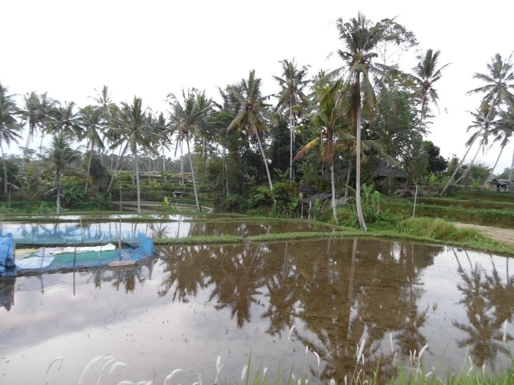 Mesari Hotel Ubud Eksteriør bilde