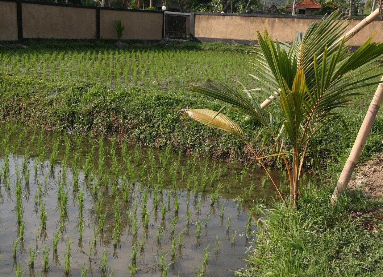 Mesari Hotel Ubud Eksteriør bilde